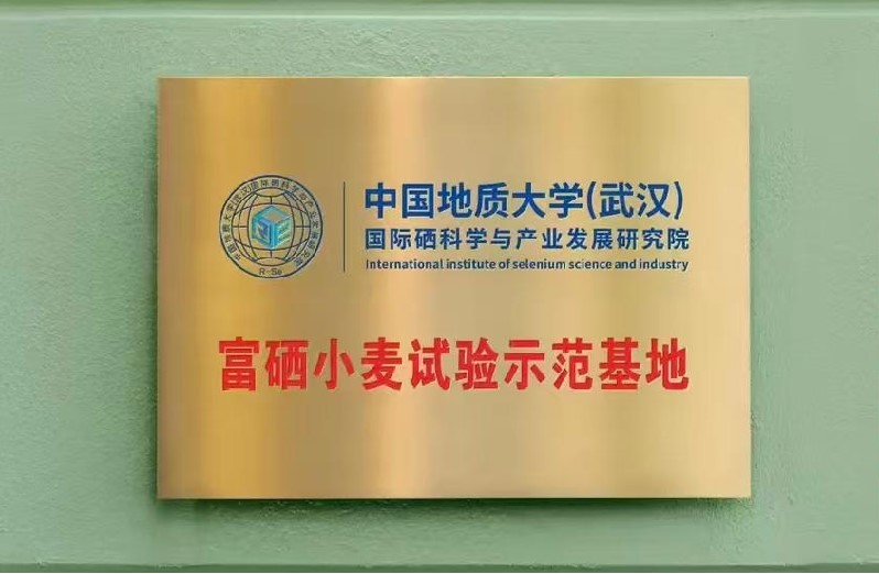 襄阳富硒小麦示范基地