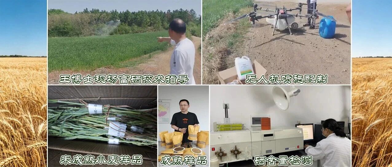 襄阳4000亩黑小麦的富硒增值之路