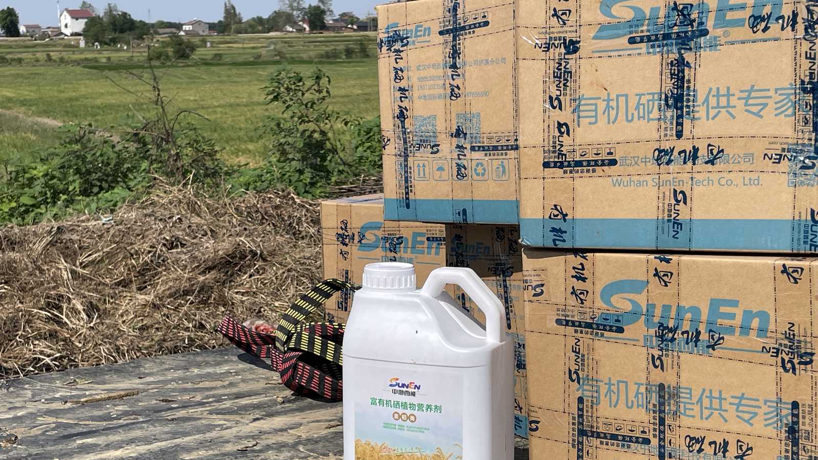 富顺再生稻刚破纪录,沙洋5000亩富硒再生稻迎来收获:高产之上实现富硒品质突破