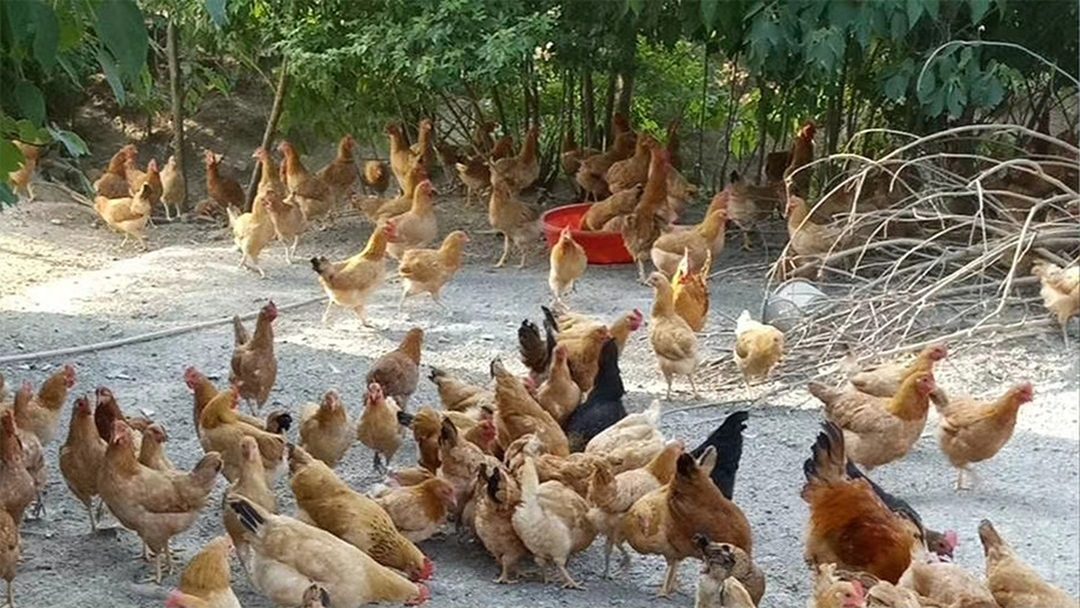 富硒蛋鸡吃富硒饲料实拍