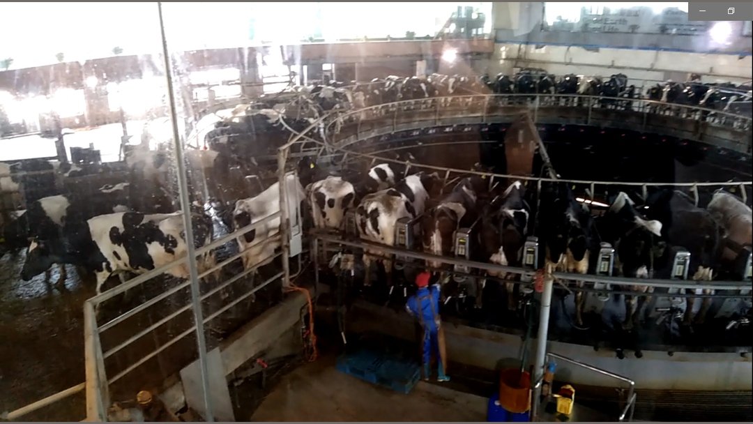 中地西能富硒牛养殖场实拍